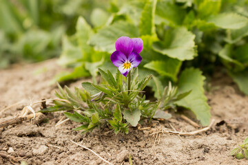 Pansy flower blue forest wild violet blooms in spring in a sunny meadow