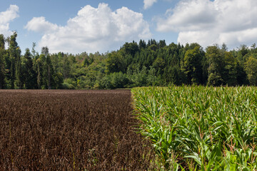 Fototapeta na wymiar A farm field on the outskirts of the city of Fürstenfeldbruck divided into one part with corn and the other dry.