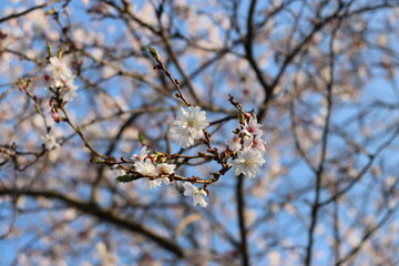 weiße Blüten | white flowers