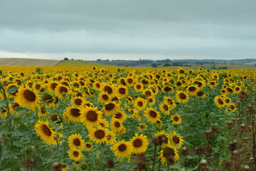 campo de girasoles 