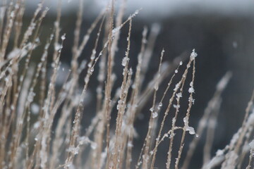 Gräser mit Schnee | Grasses with snow
