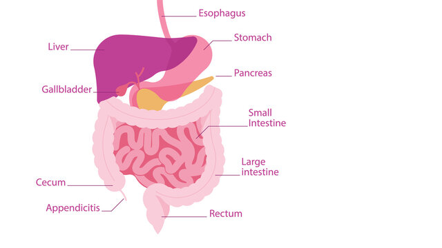 Human Digestive System. Parts of the human abdominal cavity along with the signatures: stomach, liver, intestines, pancreas, appendicitis. Vector illustration with copy space.