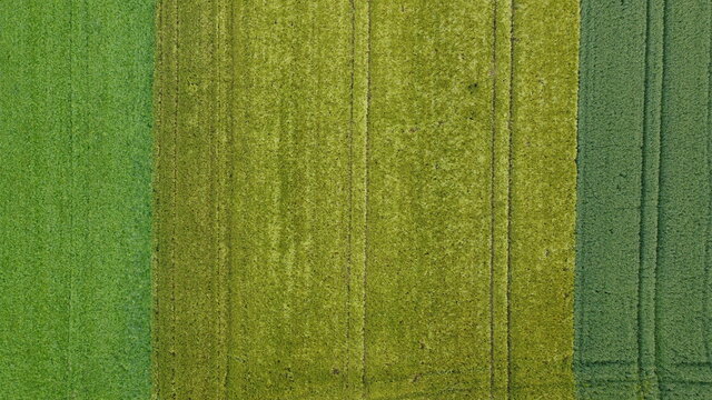 Getreidefeld im Fr&uuml;hling 