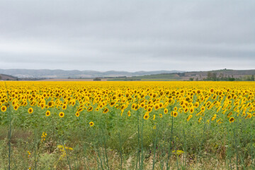 campo de girasoles 