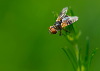 
close-up of a fly sitting on green grass