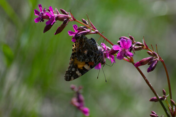 
butterfly sits on a red wildflower