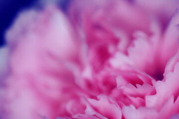 Fototapeta premium close up pink carnation with blurred background, dianthus caryophyllus