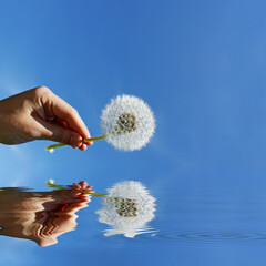 Schöne Pusteblume