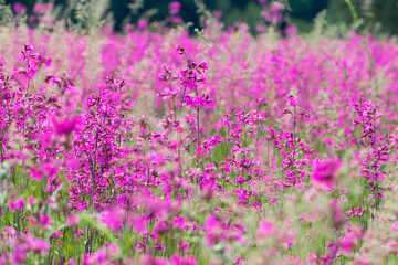 Obraz premiumbackground with delicate red wildflowers