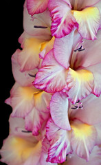 Fototapeta na wymiar Gladiolus flower, macro closeup. The soft petals are white with pink edges and yellow towards the center of the blooms.