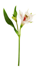 White alstroemeria flower and bud