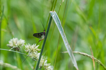 Big mayfly sitting on a dewy blade of grass