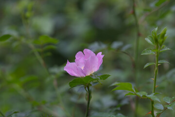 Blossom of a Bibernella rose