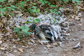 Obraz premium dead duck torn by stray dogs