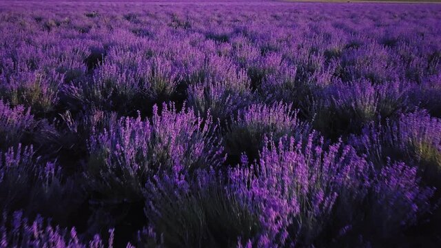 AERIAL CLOSE UP: Flying above rows of endless lavender field