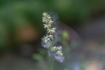 Pollen detaches itself from a blade of grass