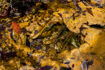 Texture of algae floating on the water surface. 