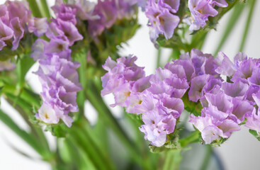 Obraz premium Beautiful Purple Pink Statice Flower close up macro photo