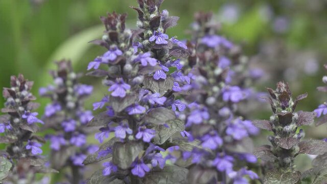Bugle - Ajuga reptans Mass of flowers in long grass. Close up blue spring flowers on blurred background. Ajuga reptans. Carpet bugleweed, Shot in 4K UHD