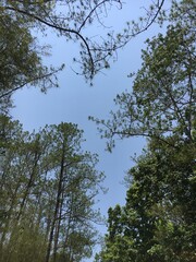 trees and sky