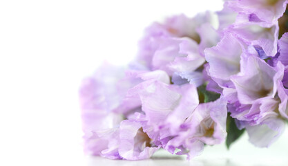 Beautiful Purple Pink Statice Flower close up macro photo on isolated white background