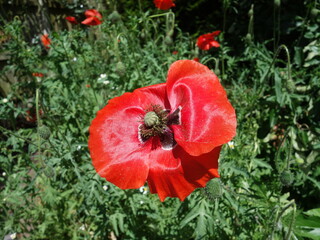 Common poppy (Papaver rhoeas) in a wildflower patch in Cheshire, England