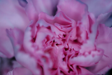macro, close up pink carnation with blurred background, dianthus caryophyllus