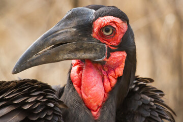 Endangered Southern Ground Hornbill closeup looking inquisitive and thoughful with long eyelashes In Kruger, South Africa with bokeh