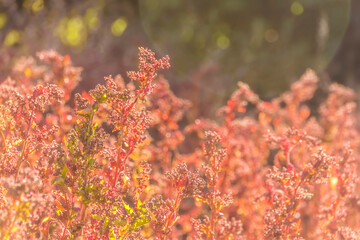 Unas flores rojas bañadas por el sol
