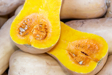 Halved organic Butternut on a heap of freshly picked butternuts closeup