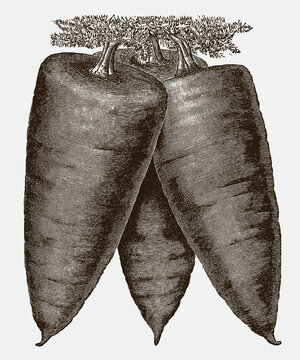 Bunch of three big, conical carrots of a danvers cultivar, after a historical engraving from the early 20th century