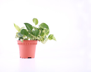 plant, pot, green, isolated