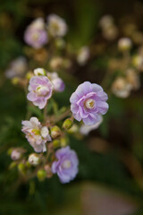 Obraz premium pink flower 