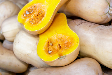 Halved organic Butternut on a heap of freshly picked butternuts closeup