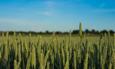 Nature - A field of cereals lit by the sun and in the background a blue sky with white clouds
