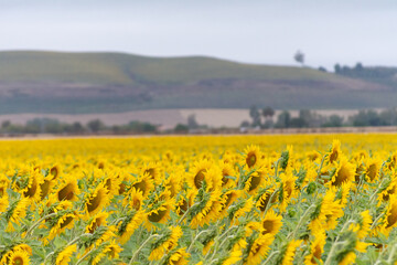 campo de girasoles eesperando el sol de la mañana