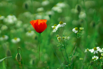 Nature red poppy flower standing alone in the green grass.