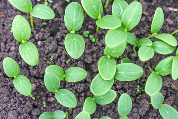 Young fresh seedlings, cucumber plantation, top view. Growing cucumbers in a greenhouse. Sprouts of cucumber seedlings. New crop. Selective focus and shallow depth of field.