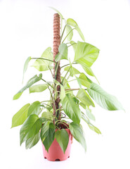 plant, pot, green, isolated