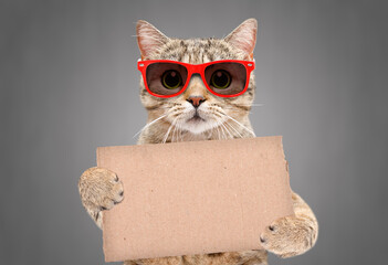 Portrait of a cat Scottish Straight in red sunglasses with a carton banner in paws