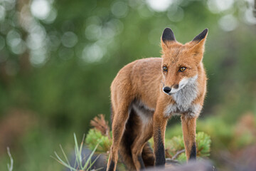 Wild Red Fox curious about his next meal 