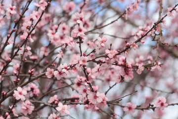 Fototapeta na wymiar Pink flowers similar to Japan's sakura blossoms begin to bloom during spring. Is beautiful and looks fresh and moist