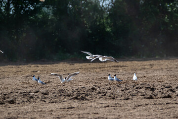 Obraz premium Loire-Atlantique, France; seagulls are laughing in a field after the passage of the tractor, Sainte Lumine de coutais.