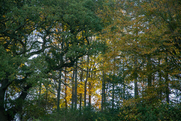 English woodland in autumn with colourful leaves
