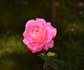 San Valentine Rose