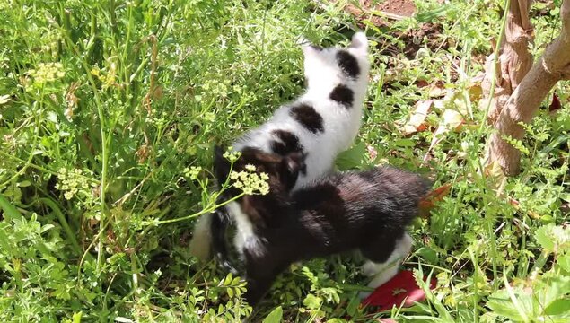 Dos hermanos jugando 