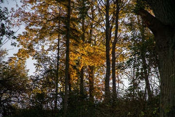English woodland in autumn with colourful leaves