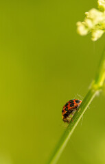 Ladybug on a branch