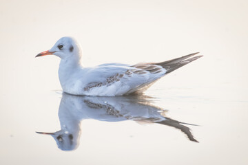Portrait of one Migratory Siberian Seagull reflection on the water, Nigambodh Ghat, Delhi, India
