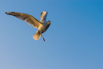 Fototapeta premium Portrait of Migratory Siberian Seagull flying in the blue sky, Nigambodh Ghat in Delhi, India
